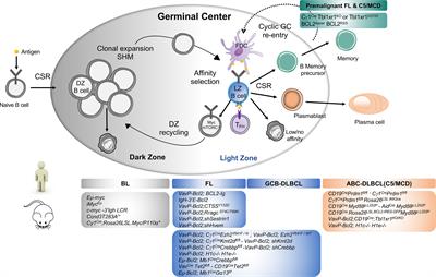 Frontiers | Human B Lymphomas Reveal Their Secrets Through Genetic ...